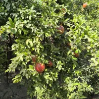 فروش انار روی درخت
