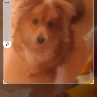 سگ پامر روباهی  واکسن خورده شش ماهه ساکت و ارام
