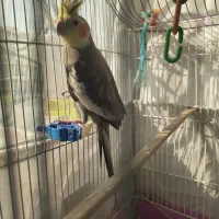 عروس هلندی نر مست