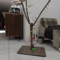 درختچه پرنده پارک پرنده