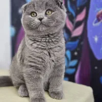 گربه اسکاتیش بلو