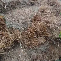 علوفه خشک و یونجه