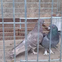 کبوتر پرشی|پرنده|خمینی‌شهر, |دیوار