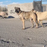 سرگرمی