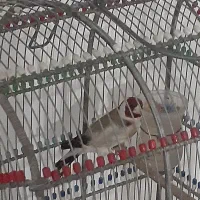 سهره سفید نر خال حلب