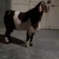 نر بز