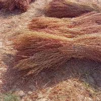 جاروی شهرداری بلند