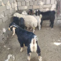 کهره نر|حیوانات مزرعه|جهرم, |دیوار