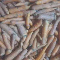 هویج برای دام