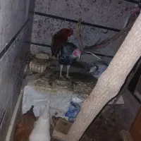 سه عدد بوقلمون محلی