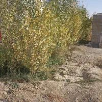 زمین کشاورزی مناسب برای پروژه های گلخانه ودامداری|فروش دفتر صنعتی، کشاورزی، تجاری|همدان, |دیوار