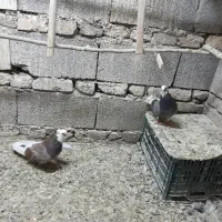کبوتر شازده