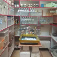 عروس|پرنده|اردبیل, |دیوار