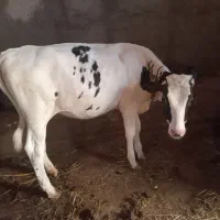 گوساله ی پنج ماهه نژاد دار دامازلخ
