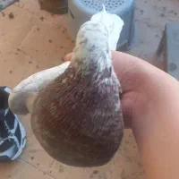 حیوانات|پرنده|فولادشهر, مسکن مهر فولادشهر|دیوار