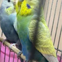 مرغ عشق|پرنده|یزد, |دیوار