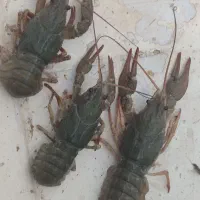 خرچنگ یا لابستر