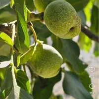 فروش-باغ-بصورت-کلی-فاروق-شبیری-املاک