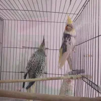 انواع عروس هلندی|پرنده|باسمنج, |دیوار