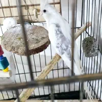 عروس هلندی نر دوکت