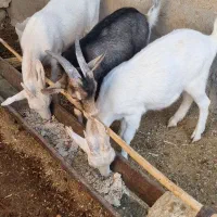 فروش بز سانن جوان