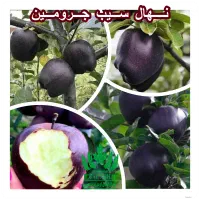 فروش نهال سیب جرومین رویال نهال