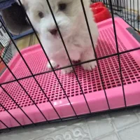 سگ نژاد مالتیز|سگ|کازرون, |دیوار