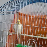 عروس هلندی سخنگو باهوش|پرنده|شهرآباد, |دیوار