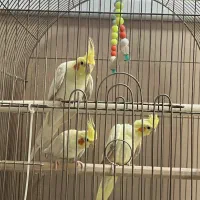 عروس هلندی|پرنده|تهران, حکیمیه|دیوار