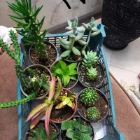 پک کاکتوس سایز ۶ و ۸ انواع گل و ساکولنت زامفولیا