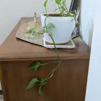 دراور شش کشو درحد نو|جاکفشی، کمد، دراور|مشهد, اقبال|دیوار