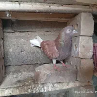 کبوتر پروازی