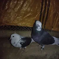 گبوتر شازده فروشی