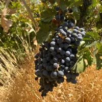 انگور سیاه رشه سردشت|خوردنی و آشامیدنی|شیراز, چوگیاه‎|دیوار