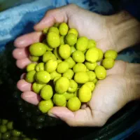 زیتون کنسروی رودبار|خوردنی و آشامیدنی|رودبار, |دیوار