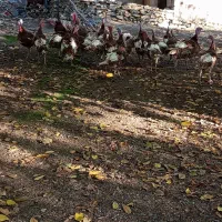 بوقلمونمحلینر|حیوانات مزرعه|بانه, |دیوار