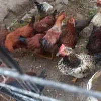 خروس محلی|حیوانات مزرعه|اسکو, |دیوار