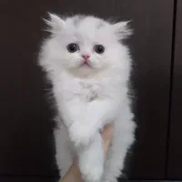 گربه پرشین ماده|گربه|تهران, انبار نفت|دیوار