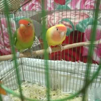 طوطی کوتوله