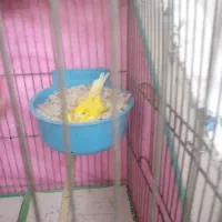 فروش قناری ماده
