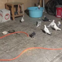 تعدادی کفتر به فروش میرسد