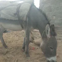 خره همه چیز تمام(عر عرک)|حیوانات مزرعه|بجنورد, |دیوار