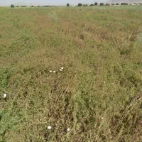 گندم و جو برای فروش