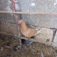 کبوتر خارجی انگلیسی