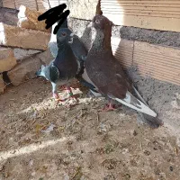 کفتر|پرنده|تایباد, |دیوار