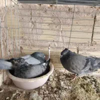 کفتر پرش سنگین