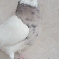 کفتر طوق|پرنده|لردگان, |دیوار