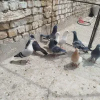 کبوتر پلاکی