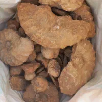 فسیل های مختلف