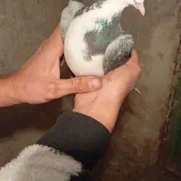 پرنده زدو خوردی ب شرط|پرنده|قزوین, |دیوار